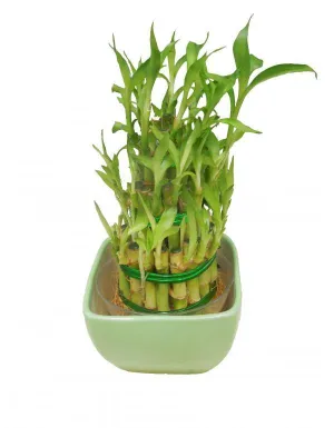 3 Layer Lucky Bamboo With Green Ceramic Pot